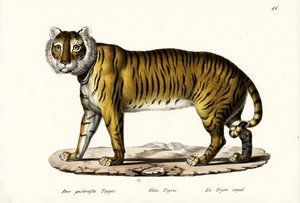 Tigre Real, 1824